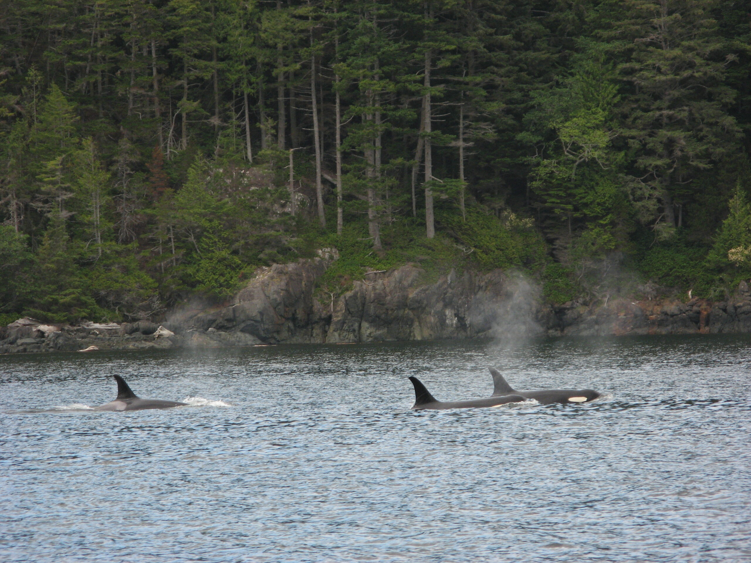 Killer Whales in Johnstone Strait July 2007